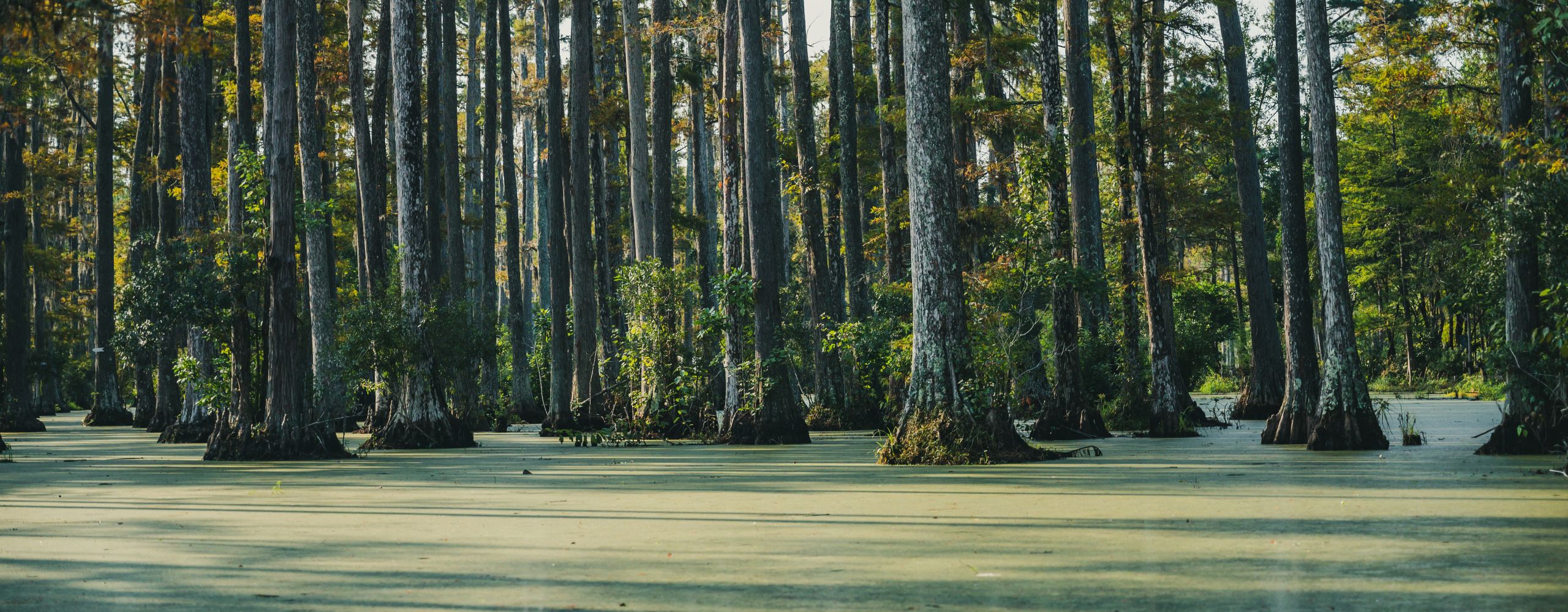 Bald cypress swamp with marsh water
