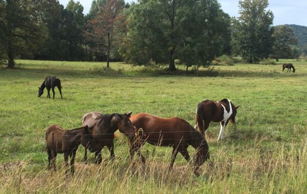 todd clippard horses