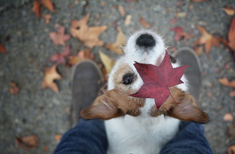 HEARTWARMING AND ADORABLE DOG PLAYING WITH AUTUMN LEAVES PORTRAIT